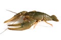 Crayfish Royalty Free Stock Photo