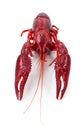 Crayfish Royalty Free Stock Photo
