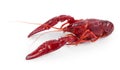 Crayfish Royalty Free Stock Photo