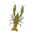 Crayfish