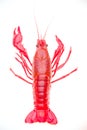 Crayfish