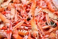 Crayfish Royalty Free Stock Photo