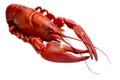 Crayfish against white Royalty Free Stock Photo