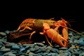 Crayfish in the aquarium Royalty Free Stock Photo