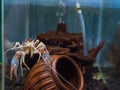 crayfish in aquarium tank Royalty Free Stock Photo