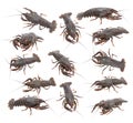 Crayfish (Astacus leptodactylus) Royalty Free Stock Photo