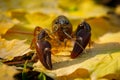 Crayfish in autumn. Portrait of signal crayfish, Pacifastacus leniusculus, in colorful leaves showing claws.