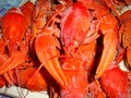 Crayfish boiled large, red on the table.