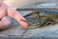 Crayfish caught finger Royalty Free Stock Photo