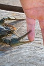 Crayfish caught finger Royalty Free Stock Photo