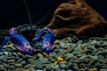 crayfish Cherax in aquarium Royalty Free Stock Photo