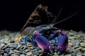 Crayfish Cherax in aquarium Royalty Free Stock Photo