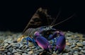 Crayfish Cherax in aquarium Royalty Free Stock Photo