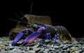 Crayfish Cherax in aquarium Royalty Free Stock Photo