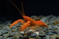 Crayfish orange Cherax in the aquarium Royalty Free Stock Photo