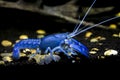 Crayfish Cherax destructor Royalty Free Stock Photo