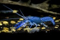 Crayfish Cherax destructor Royalty Free Stock Photo