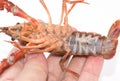Crayfish cherax destructor, Crayfish in hand Royalty Free Stock Photo
