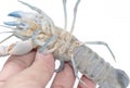 Crayfish cherax destructor, Crayfish in hand Royalty Free Stock Photo