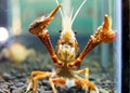 Crayfish Royalty Free Stock Photo