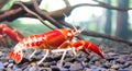 Crayfish Royalty Free Stock Photo