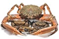 Crayfish and crabs Royalty Free Stock Photo