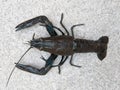 Crayfish or crawfish animal, freshwater lobster on the ground, top view shot