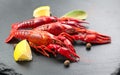 Crayfish, Crawfish closeup. Red boiled crayfish with herbs and lemon on stone slate dark background. Crawfishes Royalty Free Stock Photo