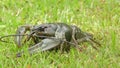 Crayfish crawling on the grass