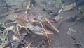 Crayfish crawling under water