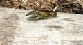 Crayfish on driftwood log at Cayuga Lake NYS Royalty Free Stock Photo