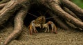 Crayfish emerging from burrow Royalty Free Stock Photo