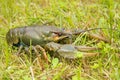 Crayfish on green grass