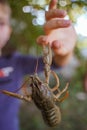 Crayfish hangs in the air wooing the boy's finger. Crab claw pinching a hand. A man's finger on a crawfish. Soft