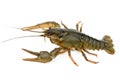 Crayfish isolated on the white Royalty Free Stock Photo