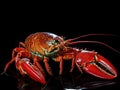 Crayfish isolated on the white background