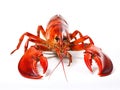 Crayfish isolated on the white background
