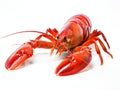 Crayfish isolated on the white background