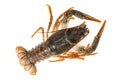 Crayfish or lake crab isolated on white background