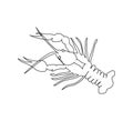 Crayfish, lobster, astacidea continuous line drawing. One line art of arthropods, marine animals.