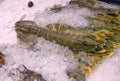 Crayfish or mantis shrimp frozen on ice for cooking at restaurant in Thailand