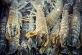 Crayfish Mantis shrimp pile in ice. Fresh seafood market. Royalty Free Stock Photo