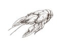 Crayfish Monochrome Sketch Vector Illustration