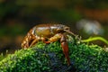 Crayfish near mountain brook. European noble crayfish, Astacus astacus, on mossy stone in morning sunrays.