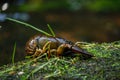 Crayfish near mountain brook. European noble crayfish, Astacus astacus, on mossy stone in morning sunrays.