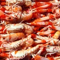 Crayfish Nephrops Norvegicus seafood market Royalty Free Stock Photo