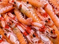 Crayfish Nephrops Norvegicus Royalty Free Stock Photo