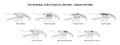 The internal structure of Crayfish. Organ systems.