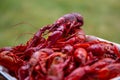 Crayfish piled on a styrofoam plate Royalty Free Stock Photo