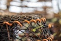 crayfish pot and lobster pots on the back of a fishing boat Royalty Free Stock Photo